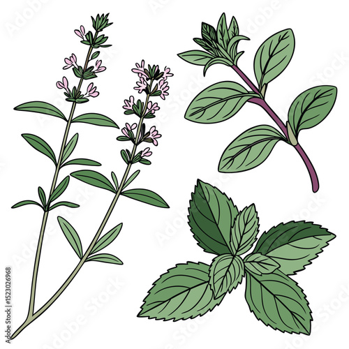 Collection set of Herb In different perspectives