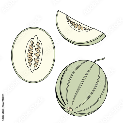 Collection set of Honeydew melon In different perspectives