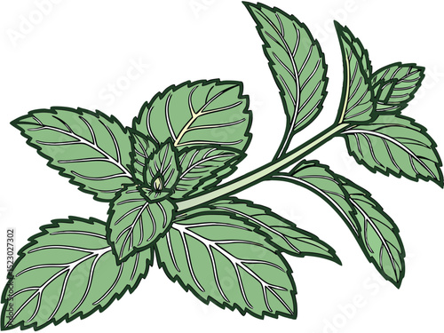 A sprig of mint with light green leaves and dark green outlines, the leaves are arranged in pairs along the stem, white background