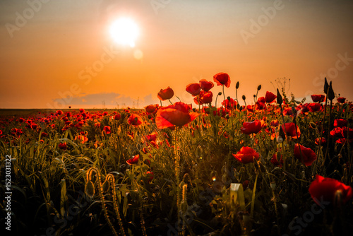 Fototapete A field of red poppies at sunset with vibrant red petals of the poppies are silhouetted against a warm, glowing orange sky, with the sun's disk peeking through the stems and petals