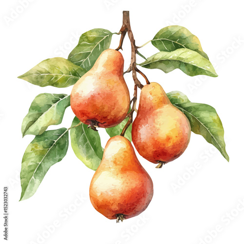 Ripe Pears Hang Tree, watercolor drawing vector, high quality, isolated on a white background.