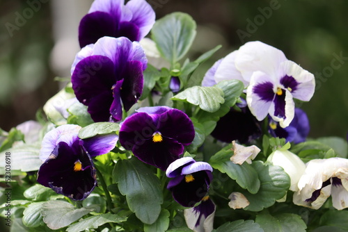 Fototapeta Naklejka Na Ścianę i Meble -  Purple flowers of garden pansy (Viola wittrockiana) in summer garden