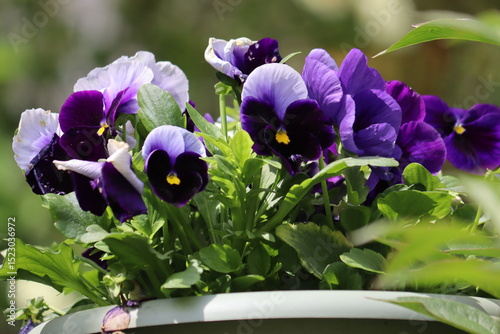 Fototapeta Naklejka Na Ścianę i Meble -  Purple flowers of garden pansy (Viola wittrockiana) in summer garden