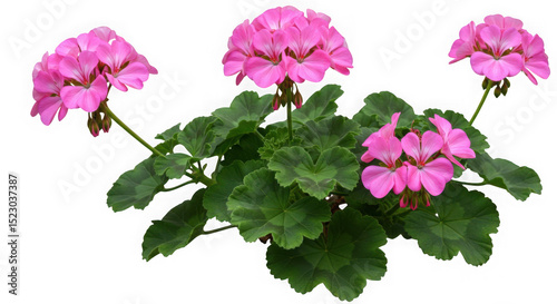 Close up of a geranium plant with pink flowers and green leaves on black background