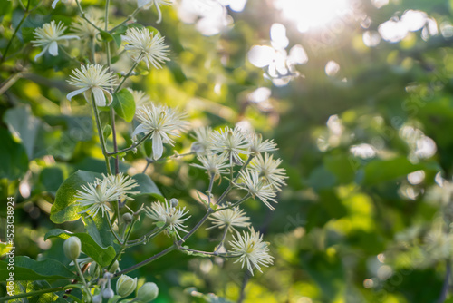 Clematis vitalba in bloom, also known as old mans beard or travelers joy, is a shrub in the Ranunculaceae family.