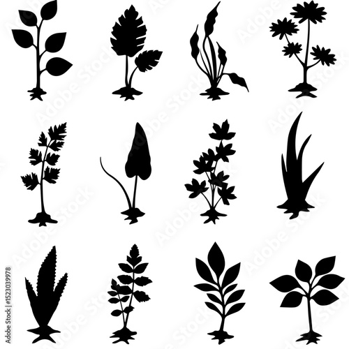 Collection of twelve simple plant silhouettes.  Simple plant illustrations include various species of herbs and flowers.  These botanical illustrations are perfect for gardening websites,