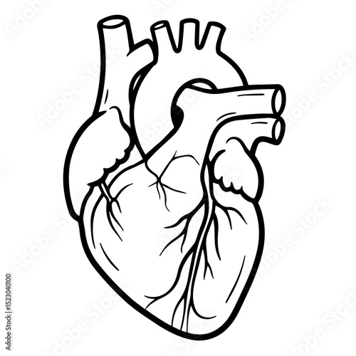 Detailed human heart anatomy illustration.  This precise line drawing shows heart chambers, valves, and vessels.  Medical illustration perfect for educational materials, textbooks,