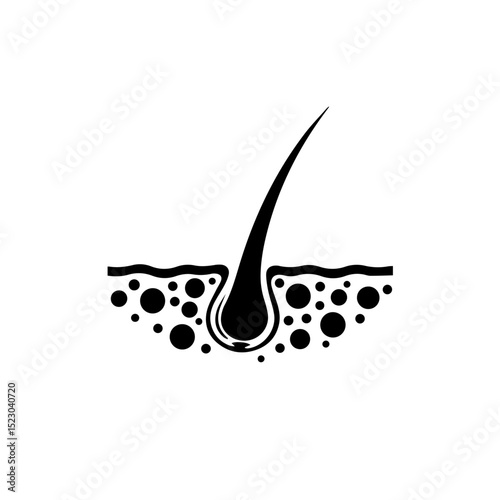 Hair follicle structure detailed illustration.  Human hair follicle anatomy showing root, bulb, and shaft.  Detailed skin cross section image perfect for dermatology, trichology,