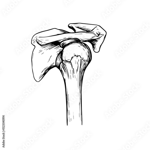 Detailed human shoulder joint anatomy illustration. This precise drawing shows shoulder bones structure, ligaments and muscles attachment points.