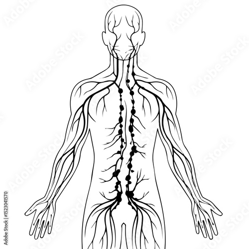 Human lymphatic system diagram showing lymph nodes and vessels. Detailed anatomical illustration of lymphatic drainage pathways throughout body.