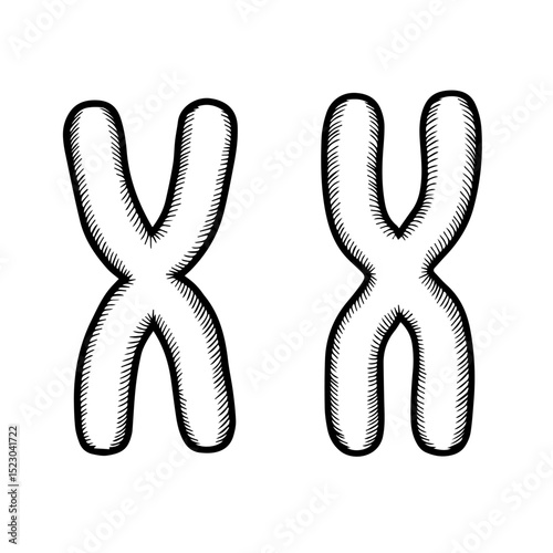 Detailed illustration of two human X chromosomes.  Chromosomes are fundamental units of heredity containing genetic information. This detailed illustration is ideal for educational materials,