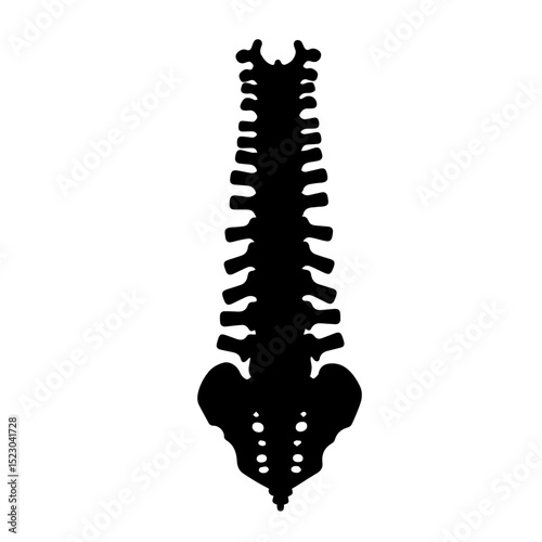 Human spine anatomy illustration. Detailed spinal column image showing vertebrae and pelvic bones. This anatomical illustration is perfect for educational materials, medical publications,