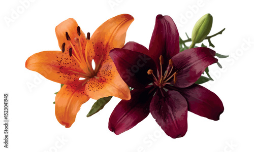 A fiery orange and deep burgundy lily duo, isolated on white background