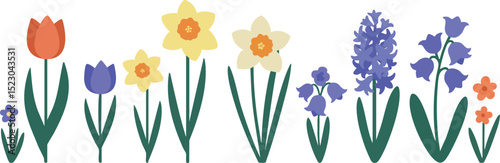 Spring flowers vector illustration with tulip daffodil hyacinth and bluebell floral design 