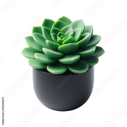 Green Succulent Plant isolated on white background. cactus in a pot.