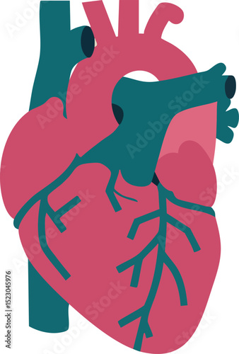 Human heart anatomy illustration showing vascular structure in red and blue vector image 