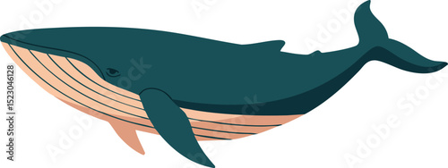 Blue whale marine animal swimming in ocean wildlife vector illustration 
