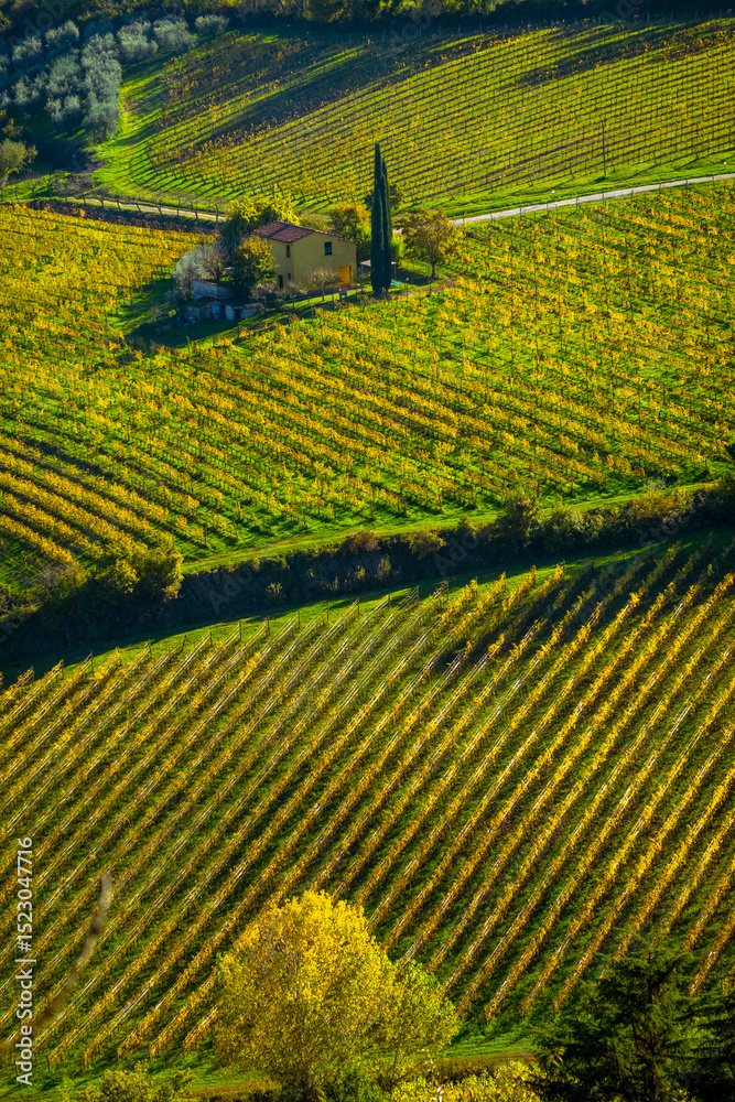 Fototapeta premium Vibrant autumn countryside image of a lush vineyard with a charming rural home surrounded by nature.