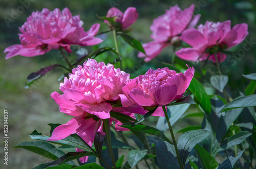 Fototapeta Naklejka Na Ścianę i Meble -  Pink terry peonies blooming in the garden.