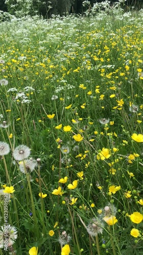 Short and flowery video of wild and natural midsummer meadow in June with blooming cow parsley and ranunculus in June in Sigulda in Latvia