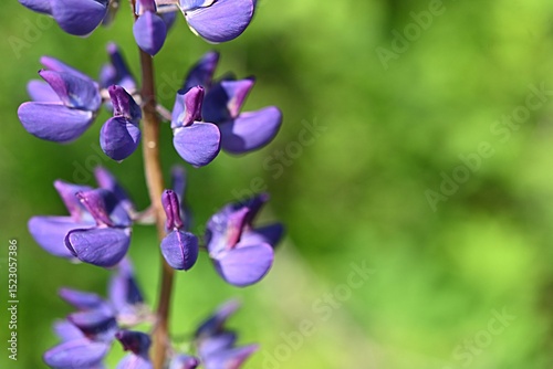 Bumblebee on a blooming lupine flower on a green background. summer