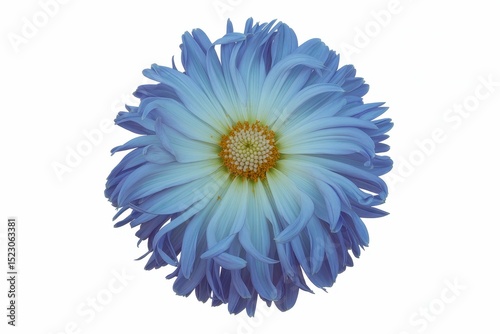 light blue flower on a white background isolated with clipping path. Closeup. big shaggy flower. for design. Dahlia. . photo on white isolated background