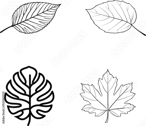 High quality photo of set of leaves.