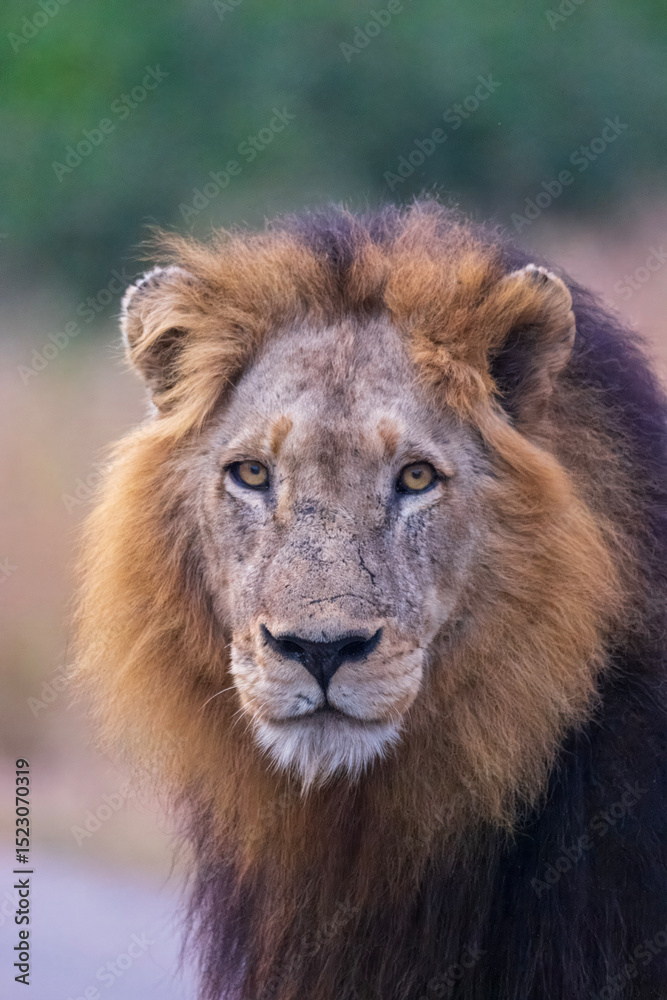 Fototapeta premium Male lion