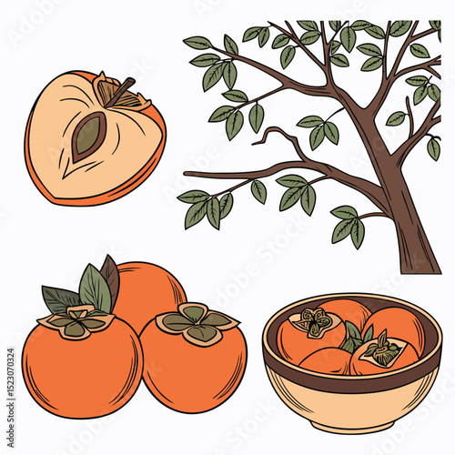 Collection set of persimmon In different perspectives