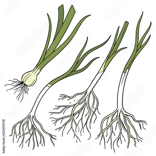 Collection set of Welsh onion root In different perspectives