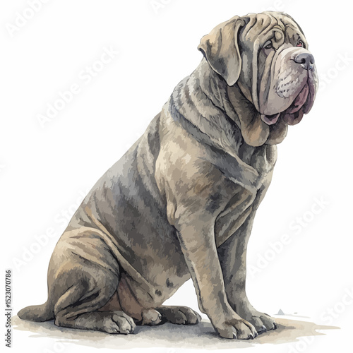  Gray Neapolitan Mastiff dog dignifiedly sitting majestically against a plain white background with copy space.