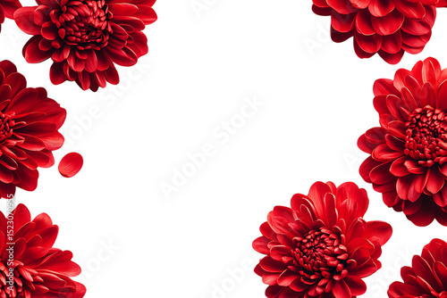 Vibrant red flowers frame on black background