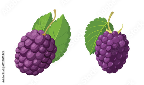 Photo of two ripe, dark purple blackberries, nestled amongst vibrant green leaves, isolated on white background