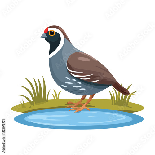 Quail Bird Drinking From Clear Pond