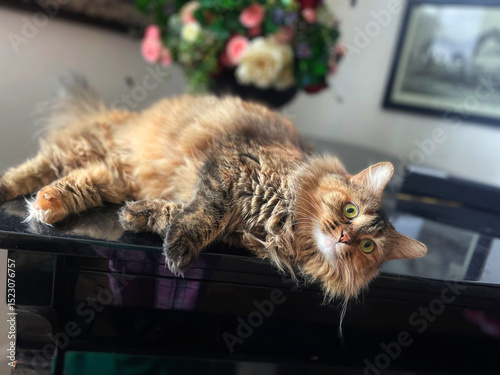 Fluffy cat