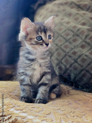 Cute Kitten