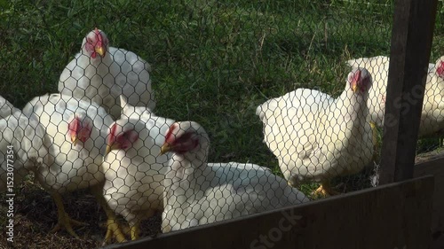 A group of White Rock Chickens standing and walking behind a chicken wire fence outside during the summer (8 weeks old).
