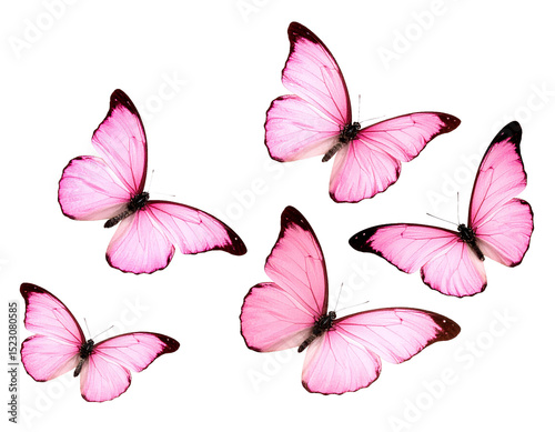 fliegende rosa Schmetterlinge isoliert auf weißen Hintergrund