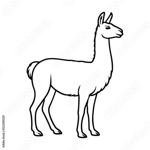 llama vector realistic line icon on white background
Vector line icon animal, wildlife