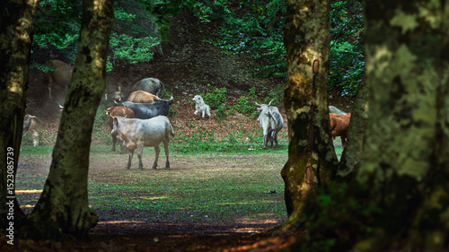 cows pasturing inside a wood, mount volturino, marsicovetere, potenza, Italy
