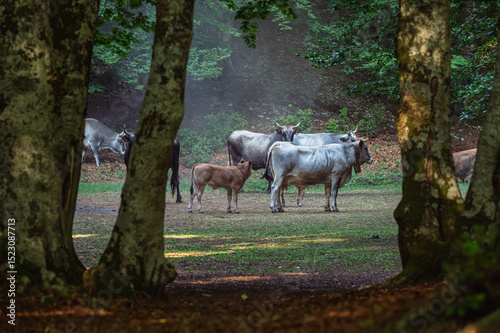 cows pasturing inside a wood, mount volturino, marsicovetere, potenza, Italy