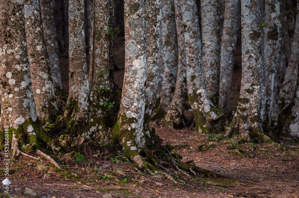 Naklejka premium nature sceneries inside a forest on the slopes of Mount Volturino