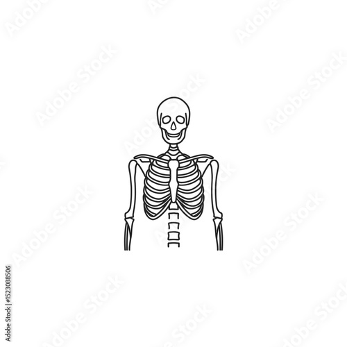 Skeleton artwork displays bones outline on white background drawing