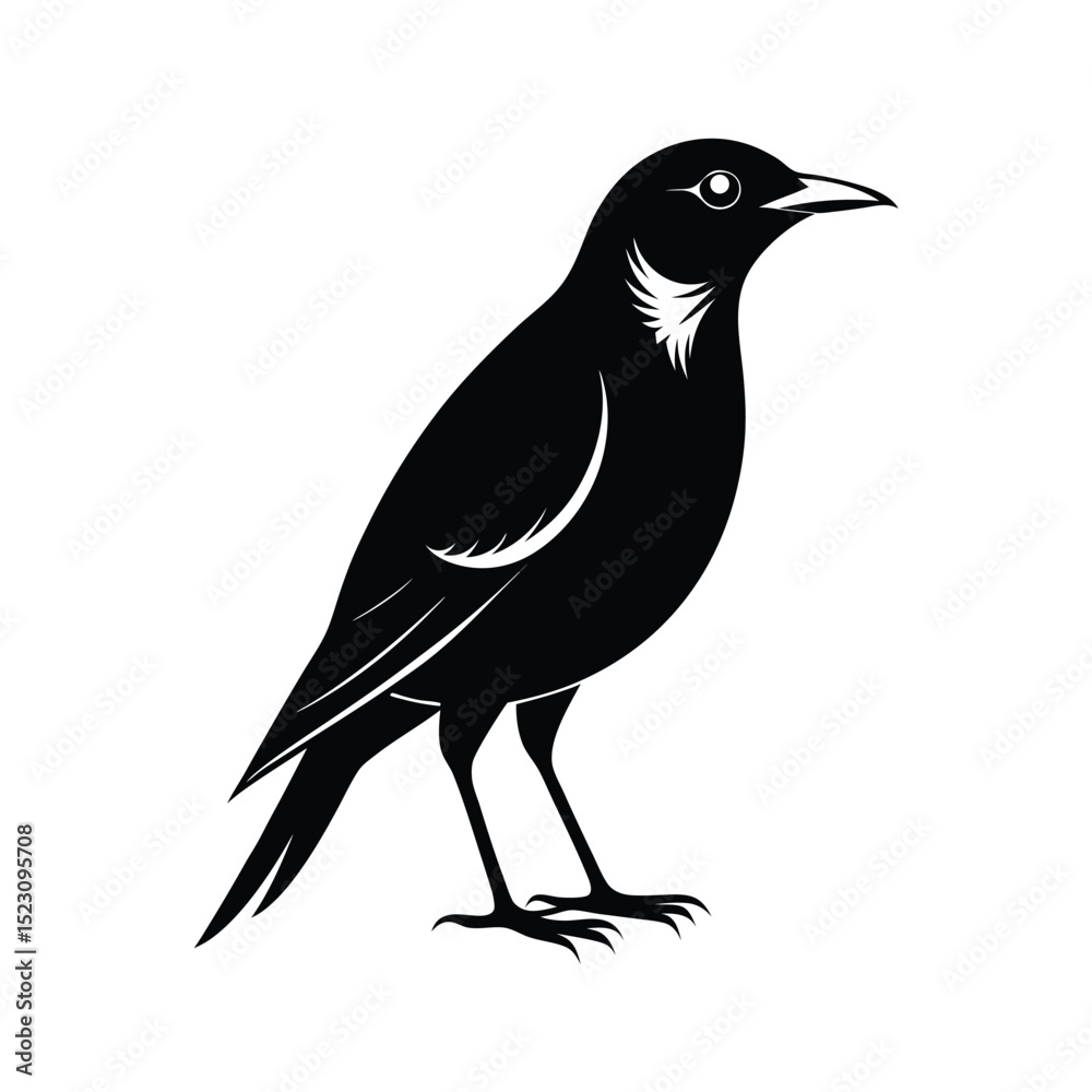 Fototapeta premium collared starling bird black silhouette vector on