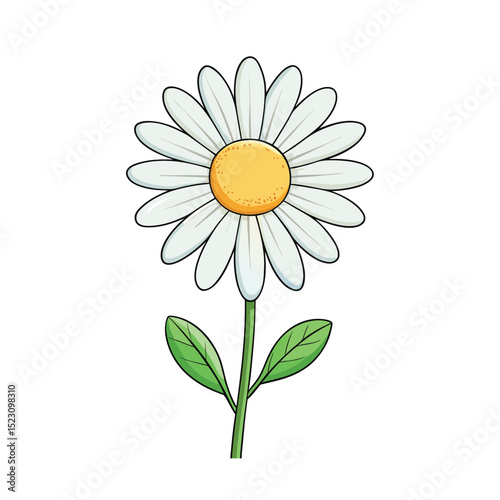 daisy botanical on white background