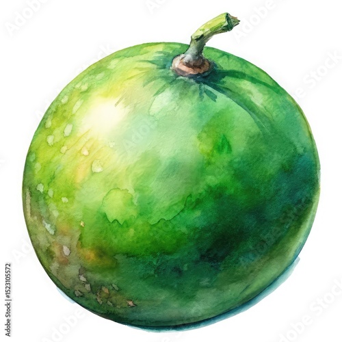 Watercolor painting of a green calabash isolated on white background
