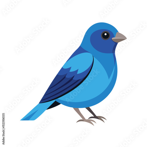 indigo bunting bird on white background