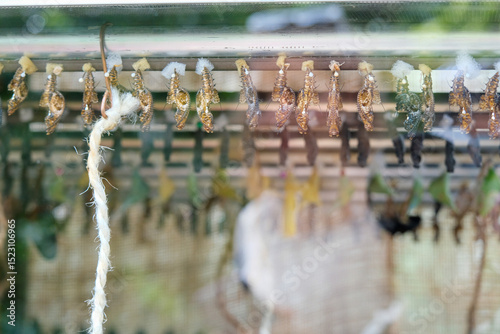 Stages of a Butterfly's Transformation, Metamorphosis theme.