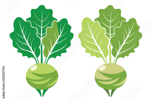 Vibrant Green Kohlrabi Illustrations Fresh Vegetables, Healthy Eating