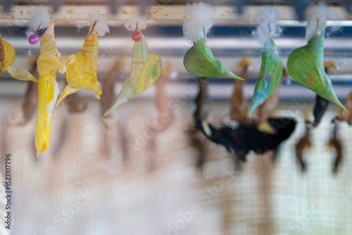 Stages of a Butterfly's Transformation, Metamorphosis theme.